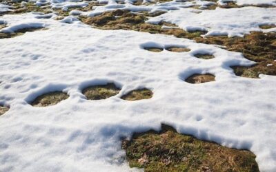 What Winter Reveals About Your Landscape Design That Summer Never Will